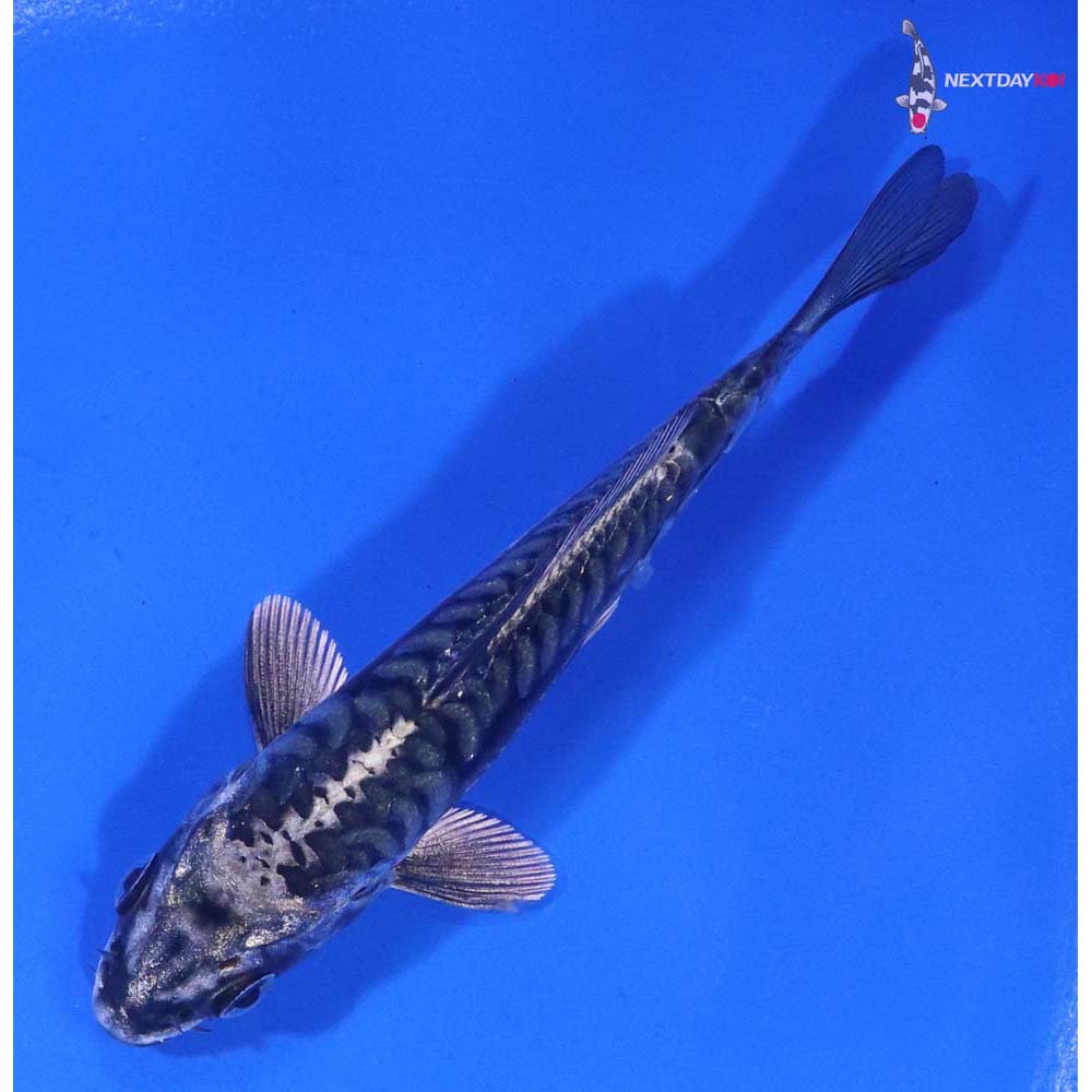 4” Imported Kikokuryu