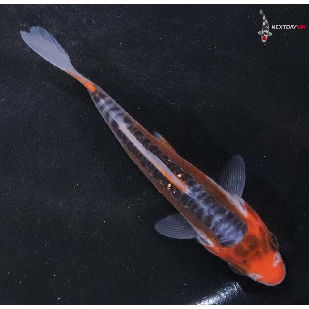 4” Imported Hana Shusui