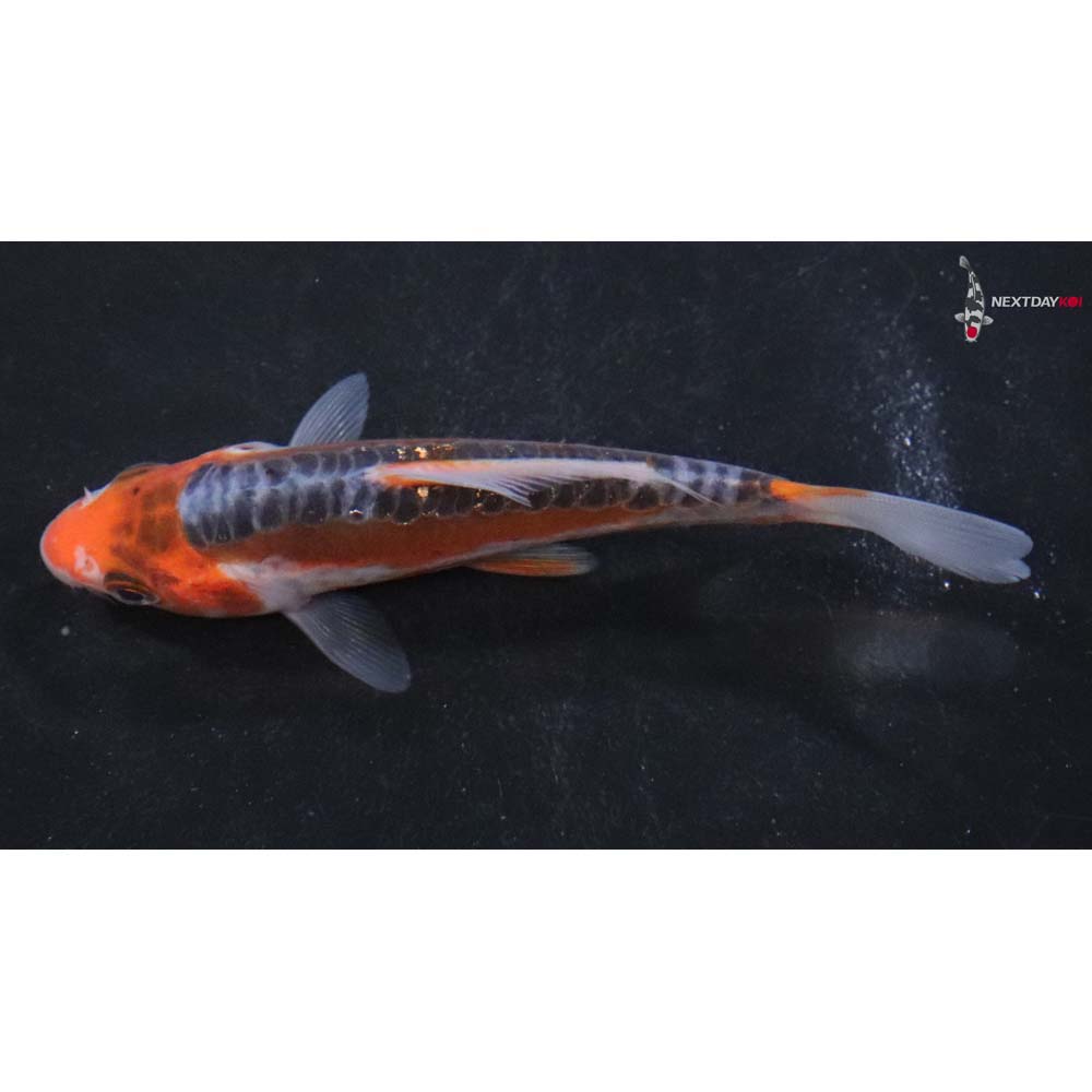 4” Imported Hana Shusui
