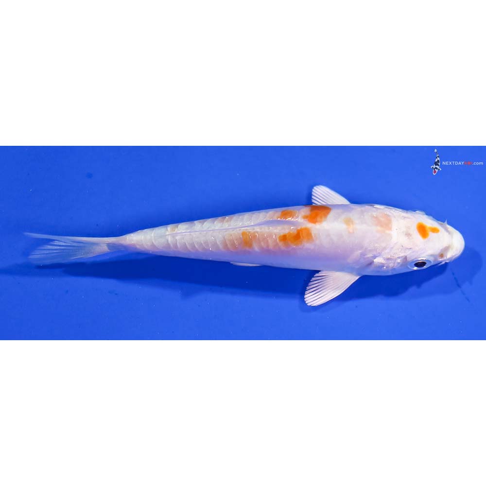 3.5” Imported Kikusui