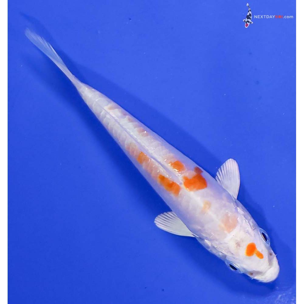 3.5” Imported Kikusui