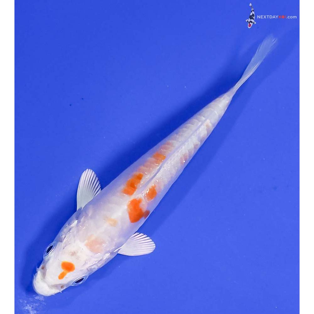 3.5” Imported Kikusui