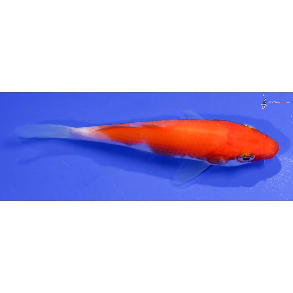 3.5” Imported Kohaku