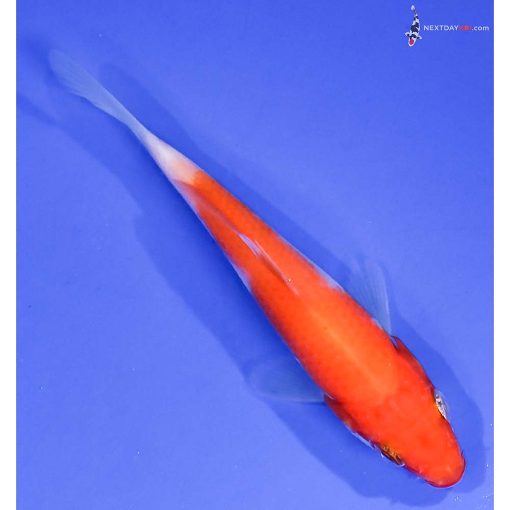 3.5” Imported Kohaku