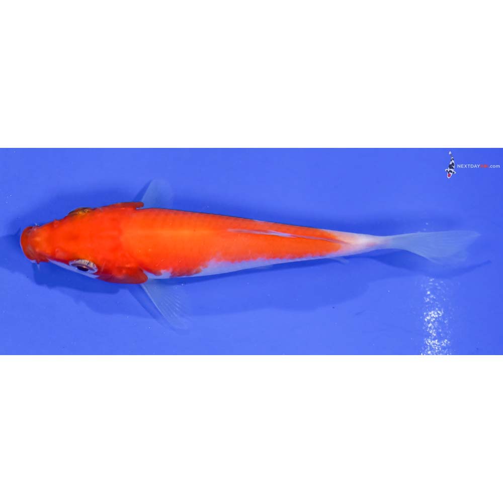 3.5” Imported Kohaku