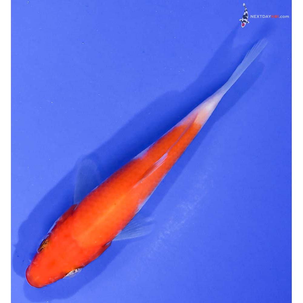 3.5” Imported Kohaku