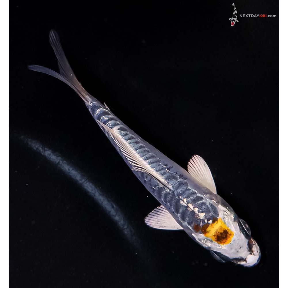 3.5” Imported Doitsu Blue Kujaku