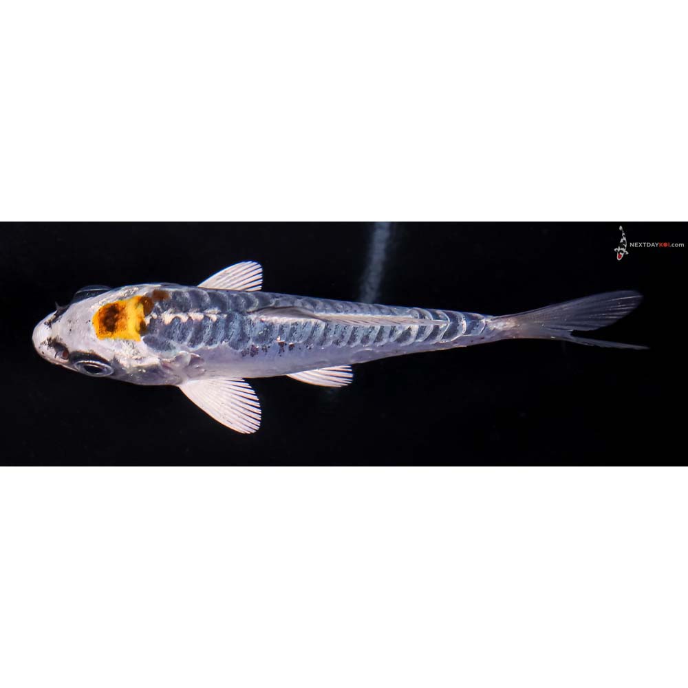 3.5” Imported Doitsu Blue Kujaku