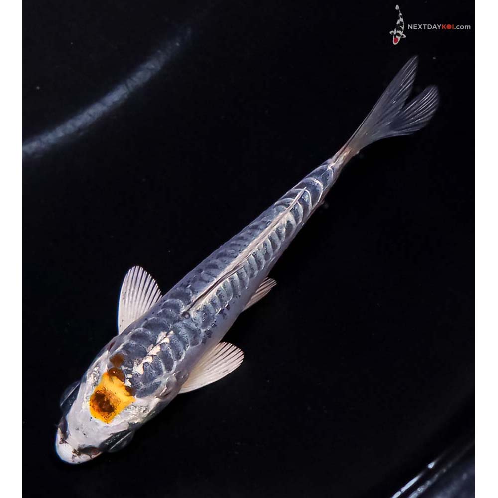 3.5” Imported Doitsu Blue Kujaku