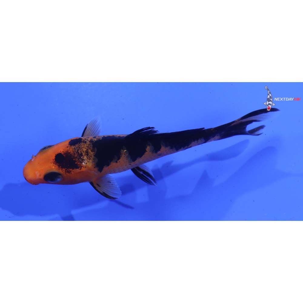 3.5” Imported Aka Bekko