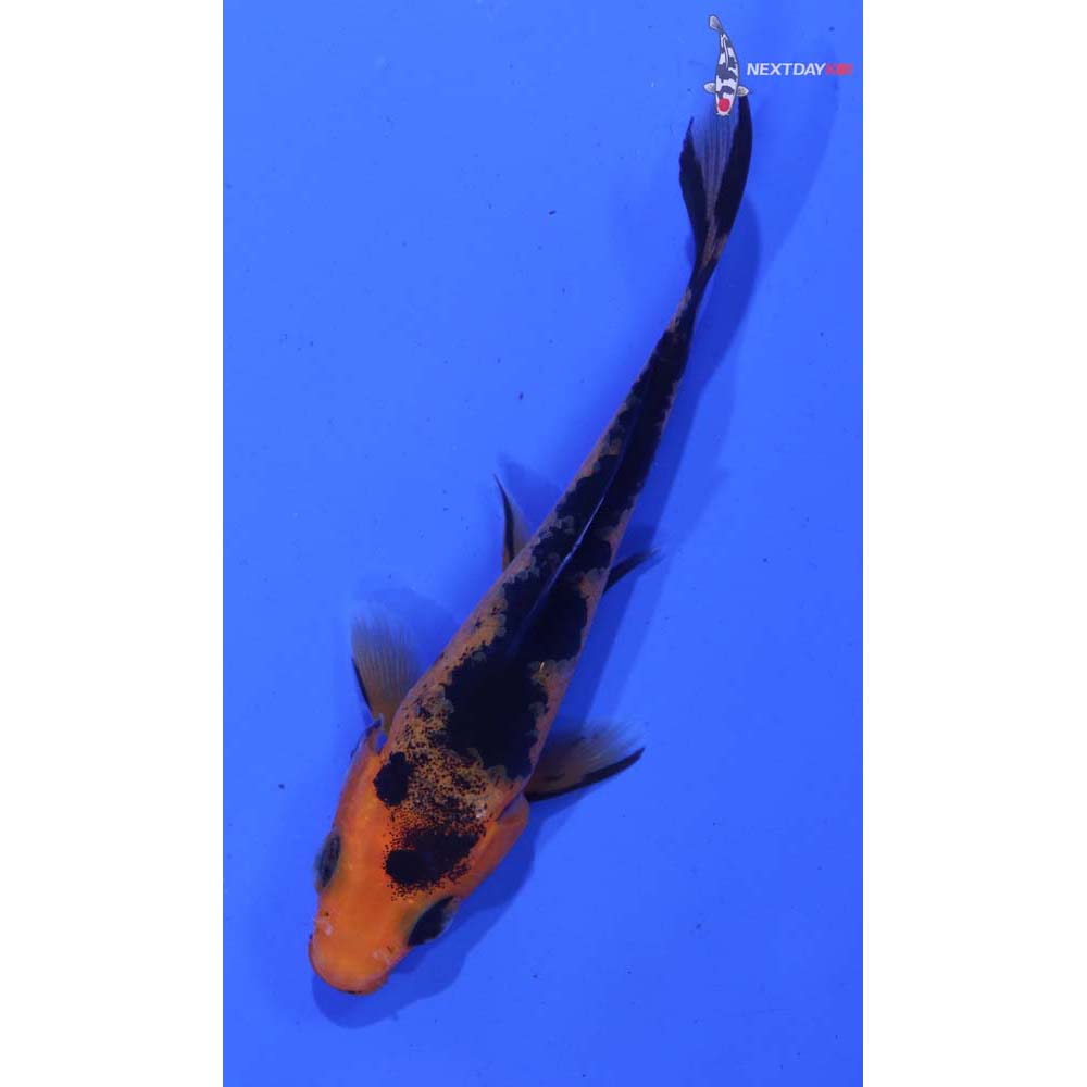 3.5” Imported Aka Bekko