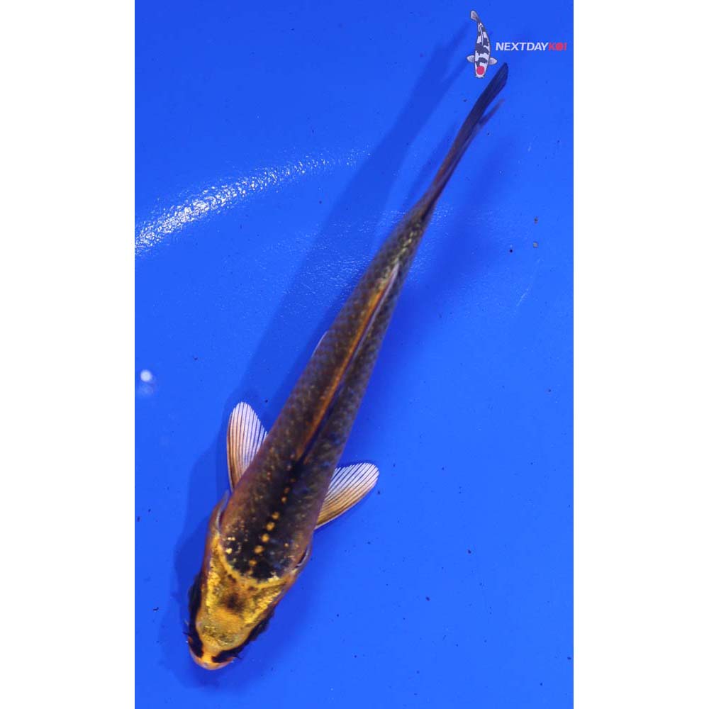 3.5” Imported Ki Matsuba
