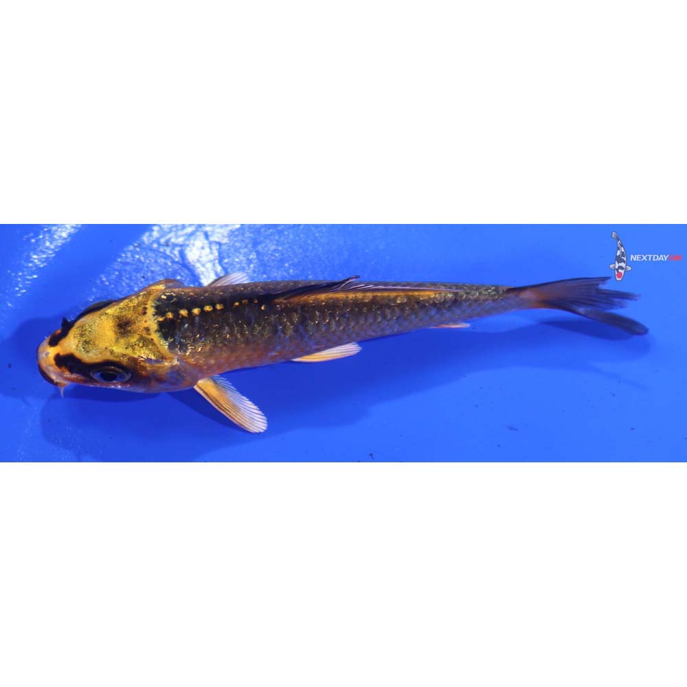 3.5” Imported Ki Matsuba