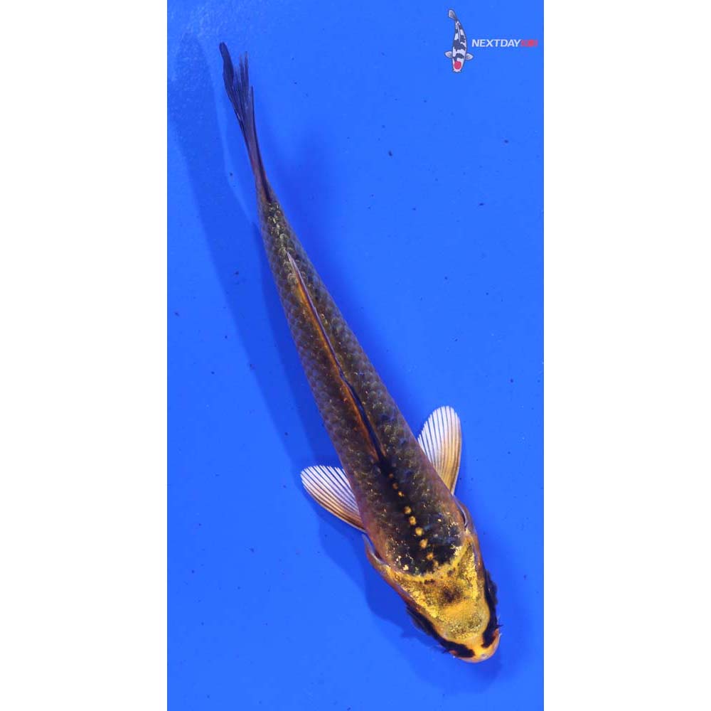 3.5” Imported Ki Matsuba