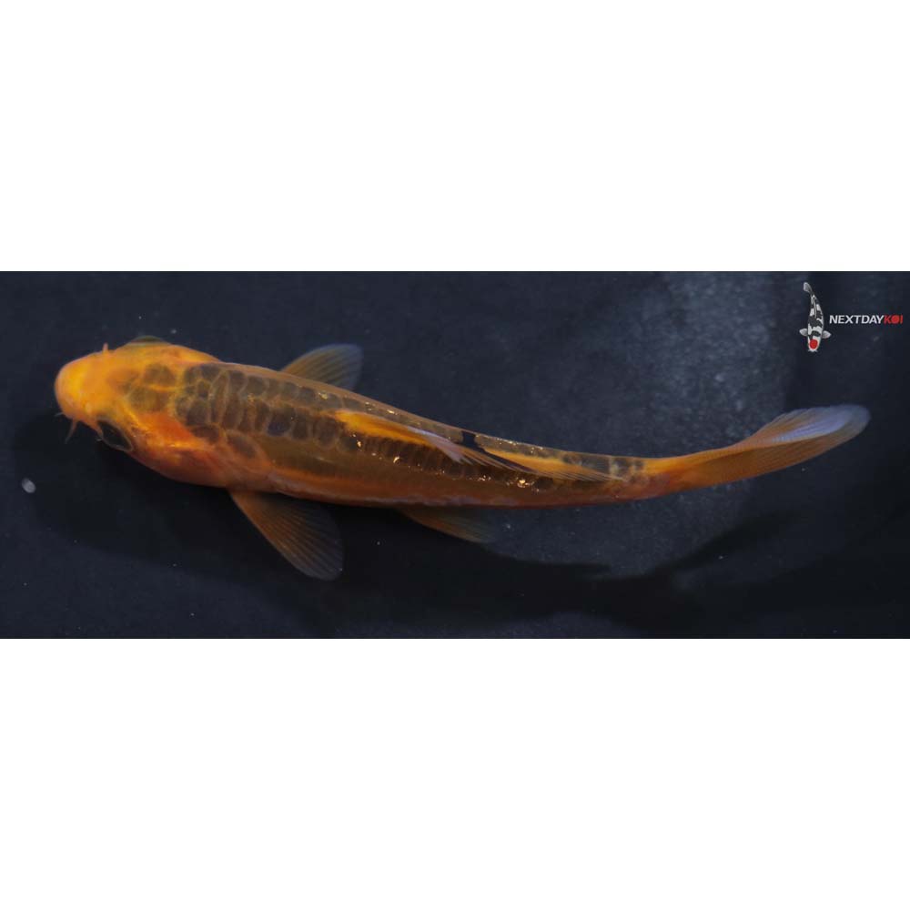 3.5” Imported Hana Shusui