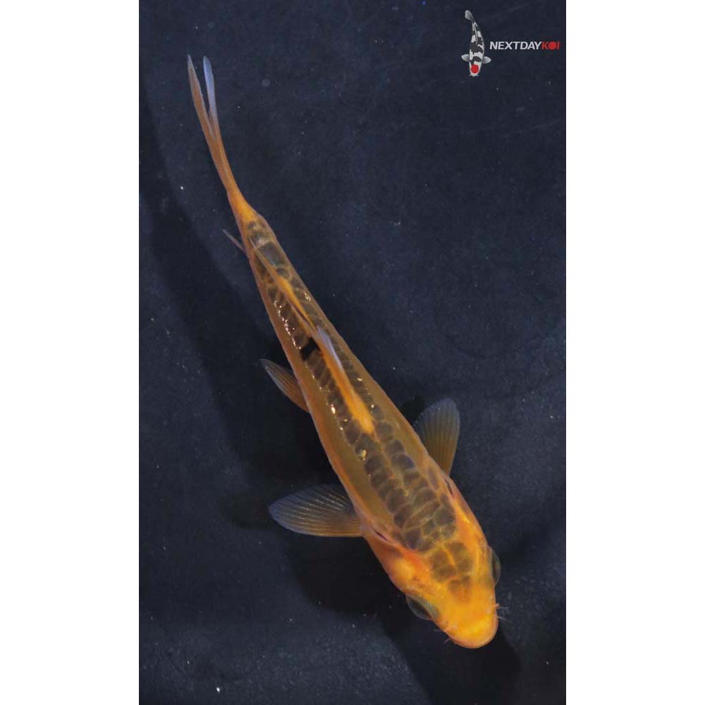 3.5” Imported Hana Shusui