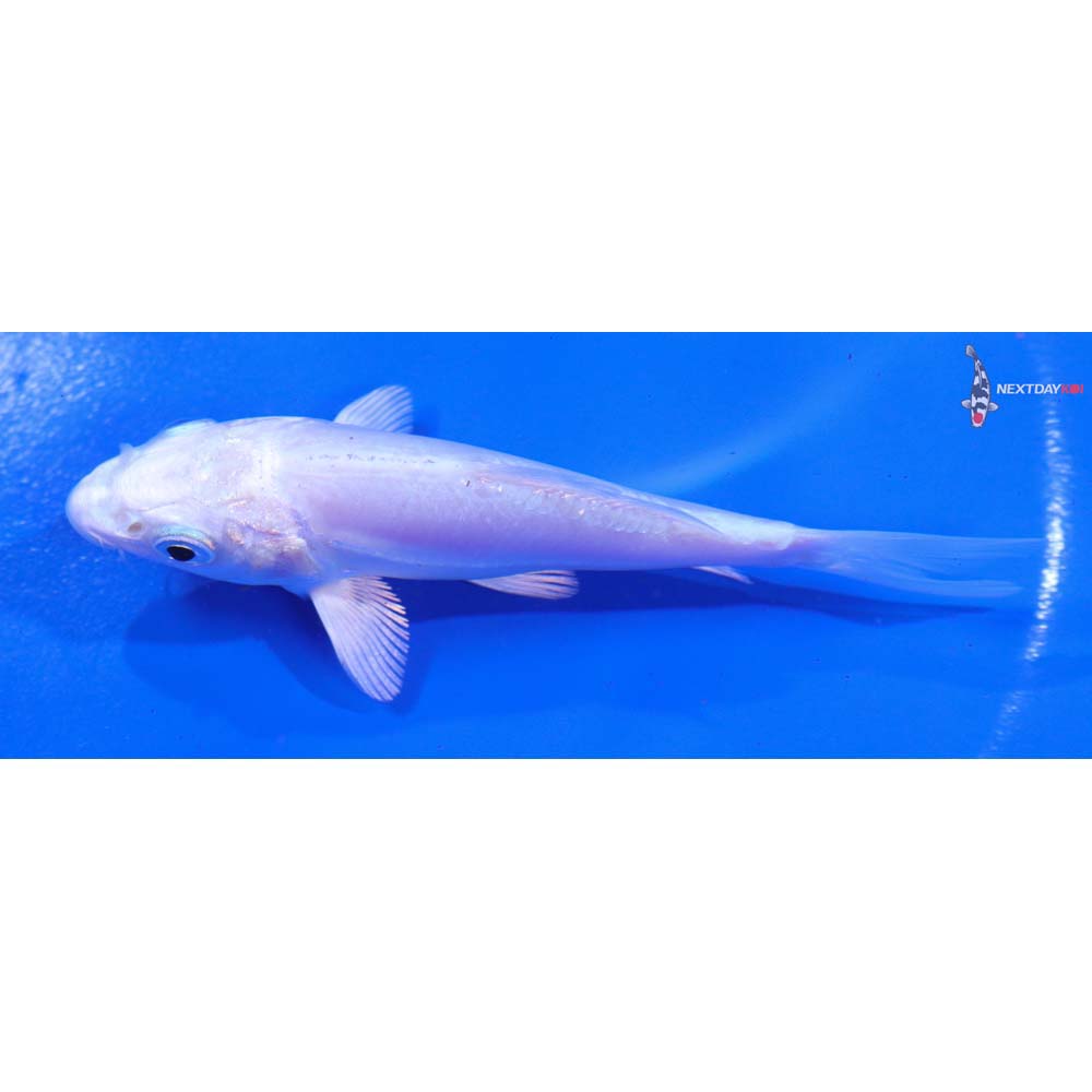 4” Imported Doitsu Platinum Ogon