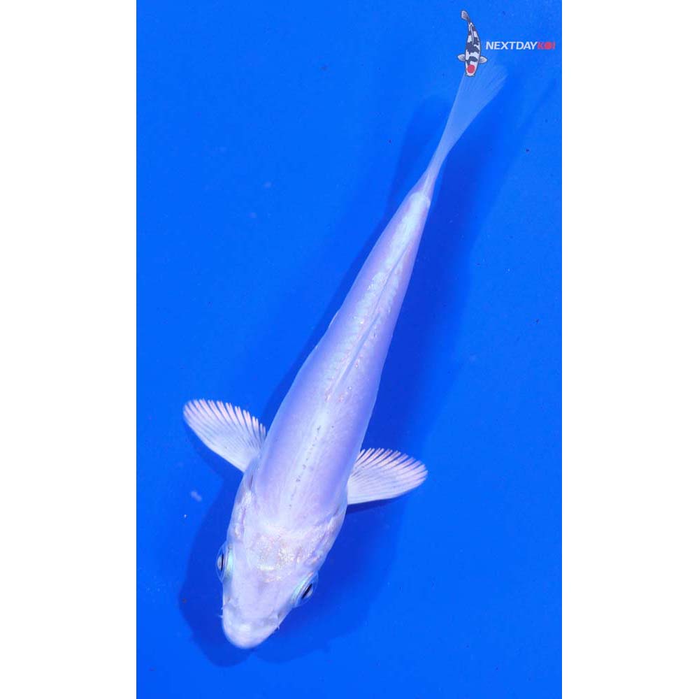 4” Imported Doitsu Platinum Ogon