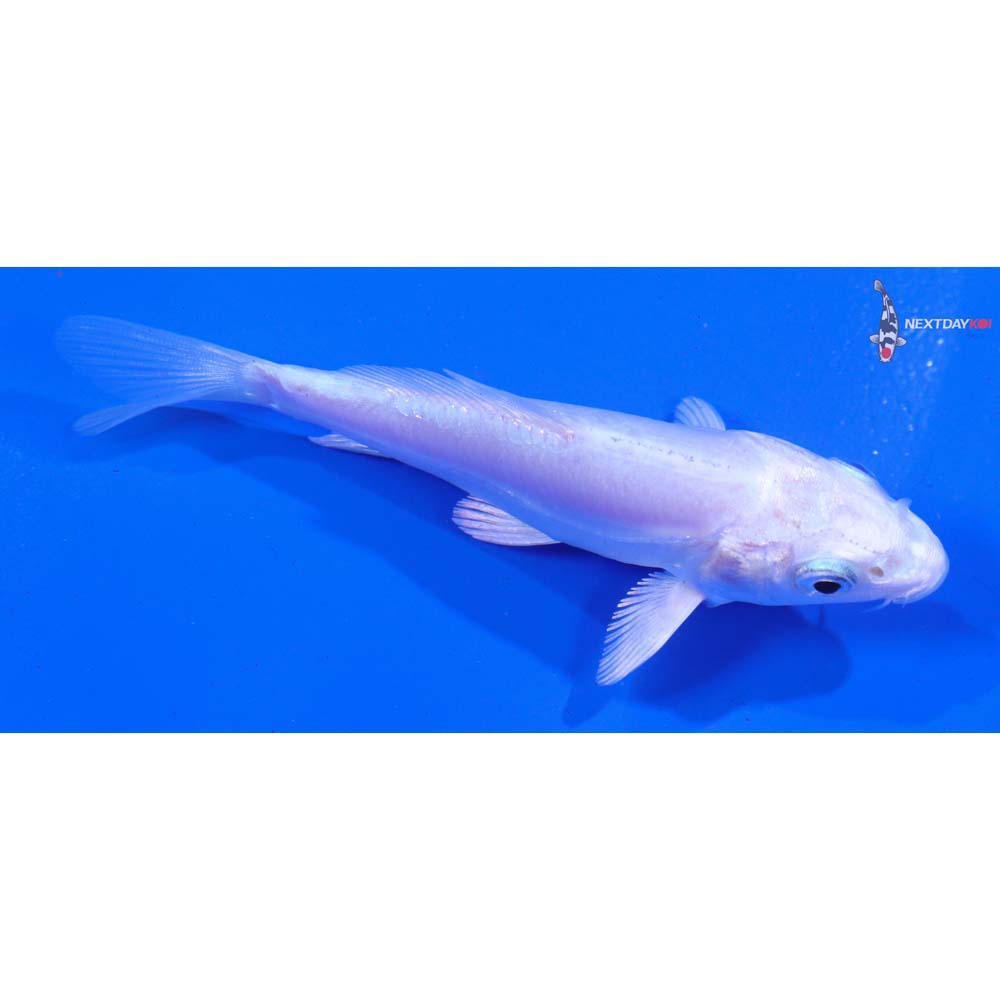 4” Imported Doitsu Platinum Ogon