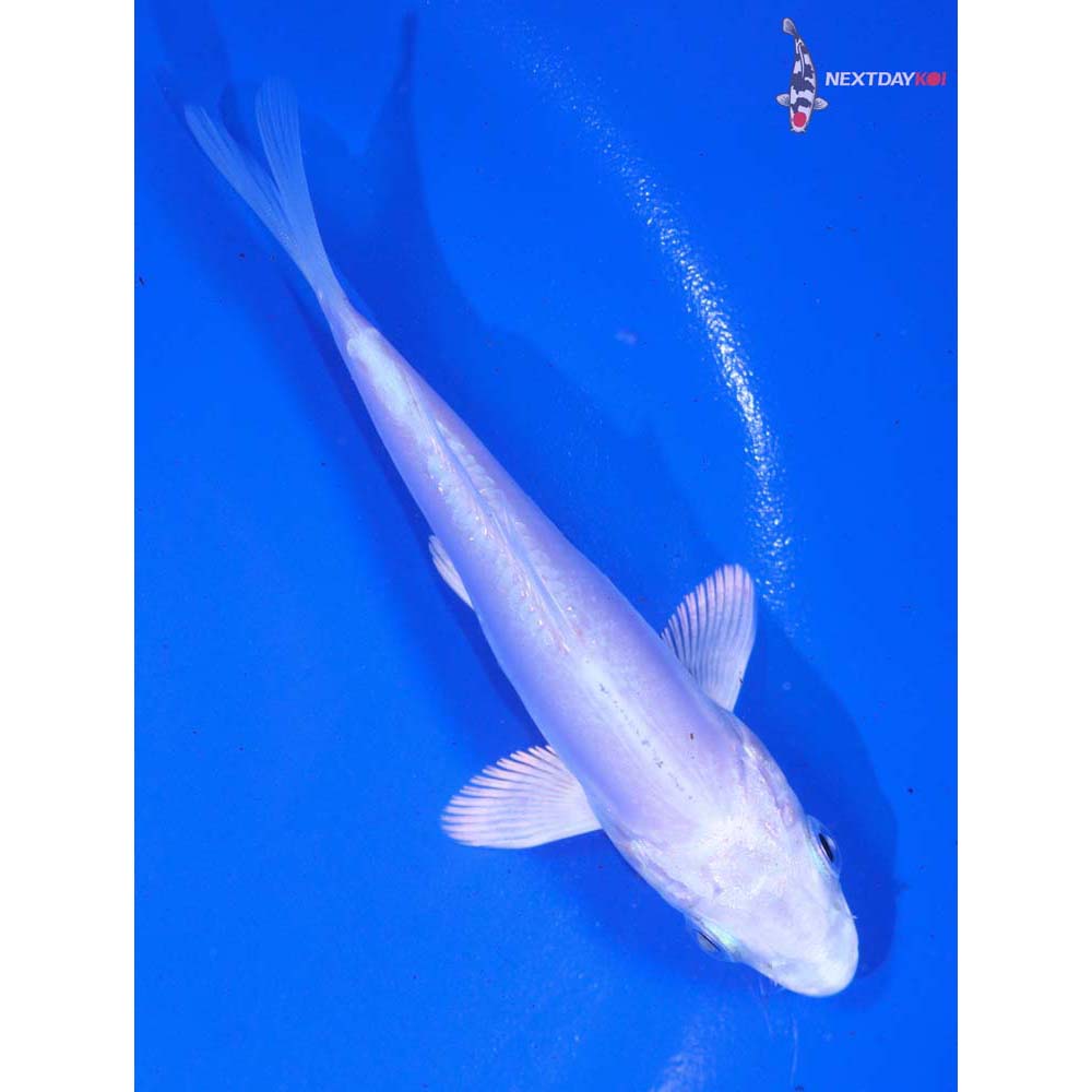 4” Imported Doitsu Platinum Ogon