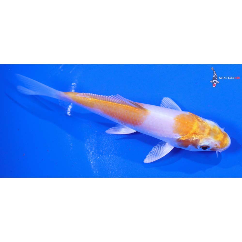 4” Imported Hariwake