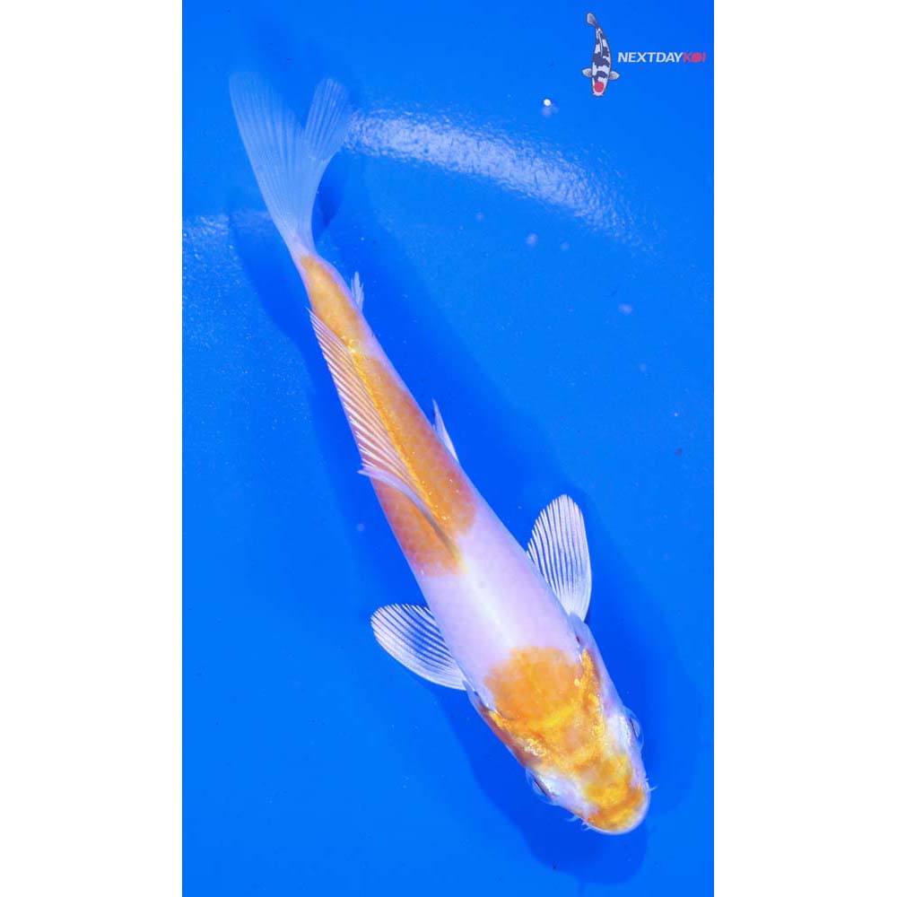 4” Imported Hariwake