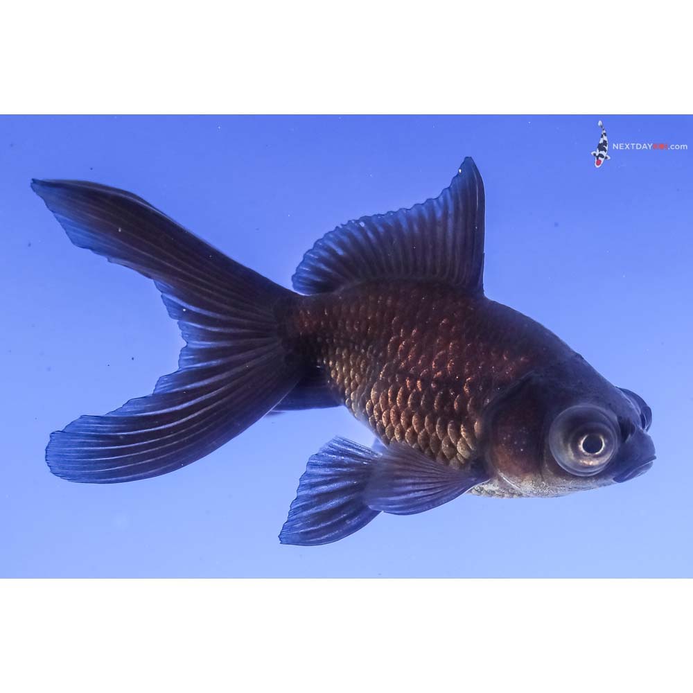 3.5” Imported Male Black Moor