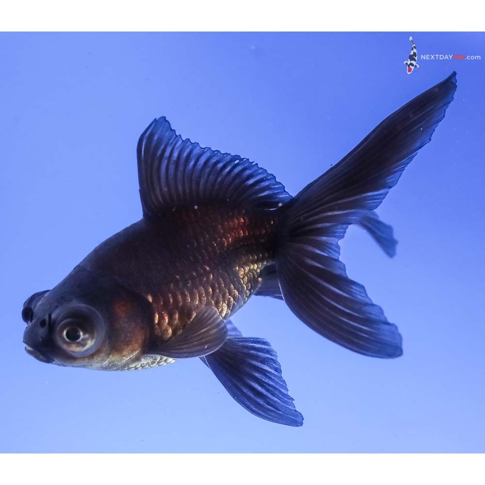 3.5” Imported Male Black Moor