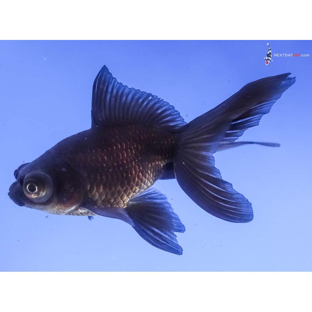 3.5” Imported Male Black Moor