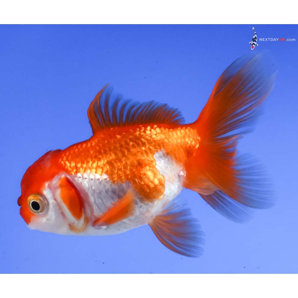 3” Imported Red and White Oranda