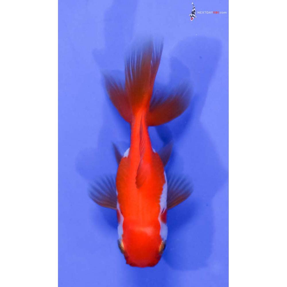 3” Imported Red and White Oranda