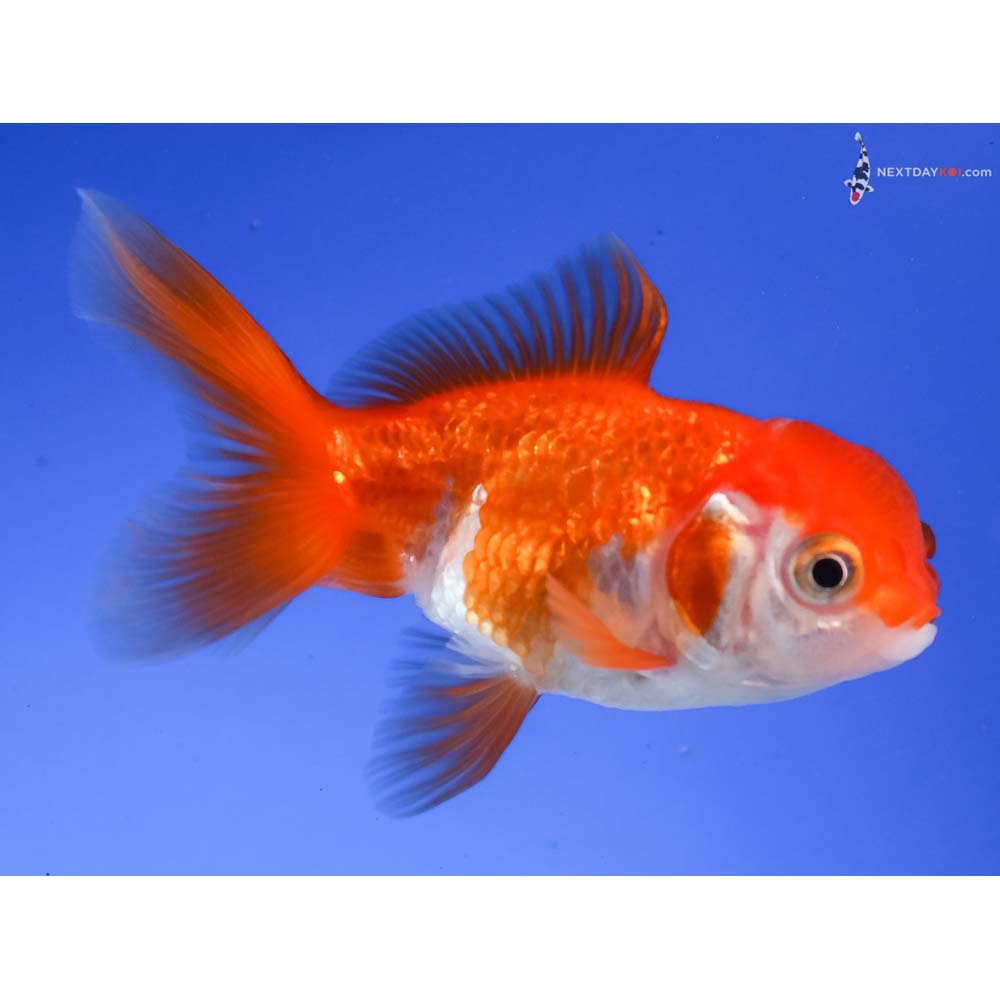 3” Imported Red and White Oranda