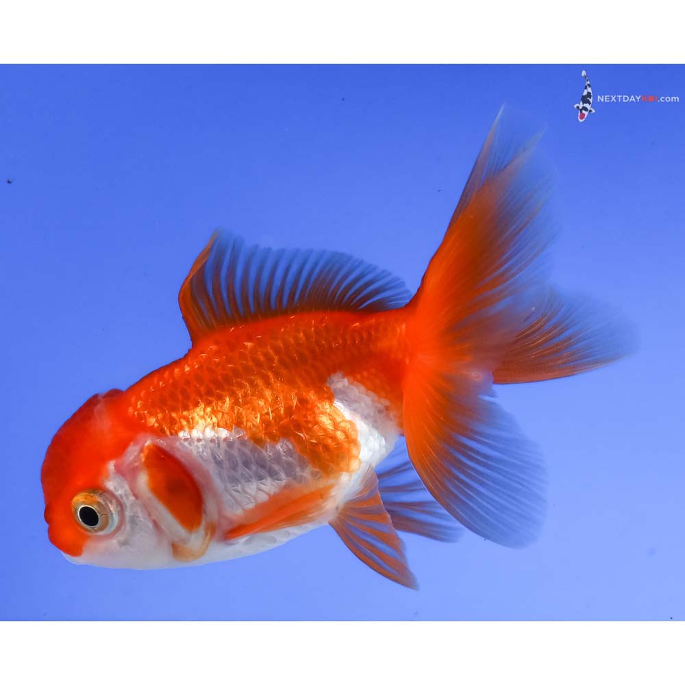 3” Imported Red and White Oranda