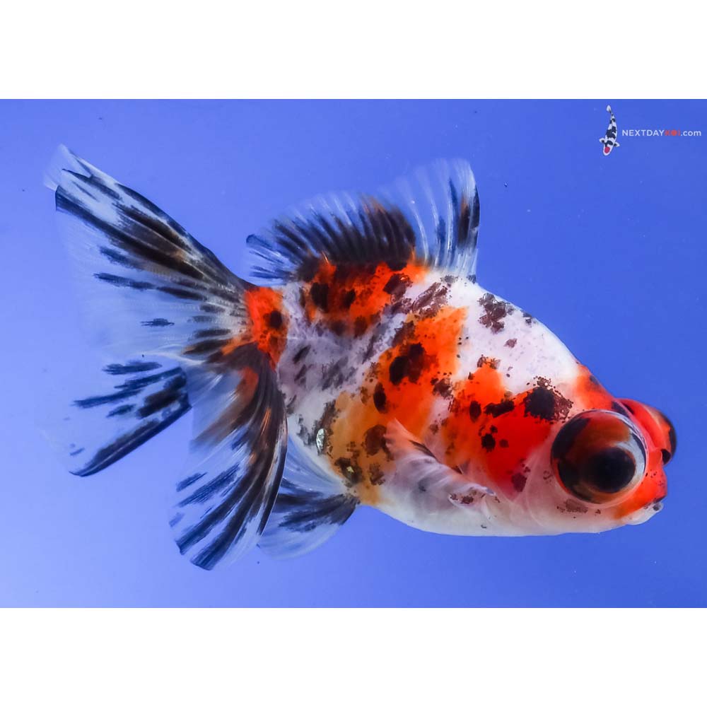 3” Imported Calico Telescope Fantail