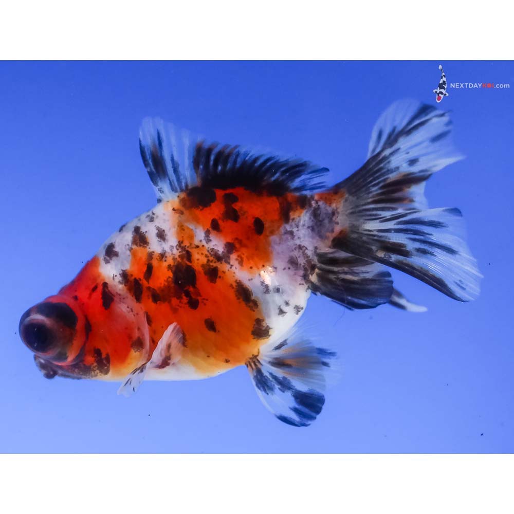 3” Imported Calico Telescope Fantail