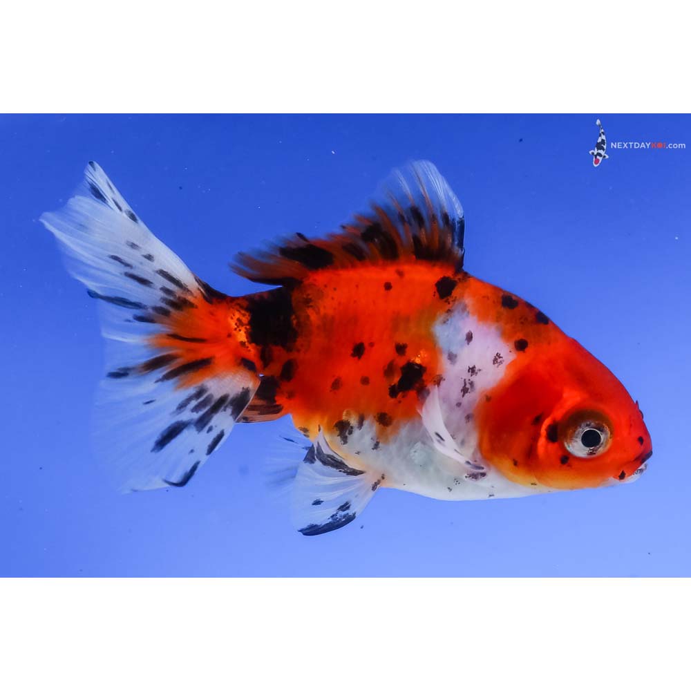 3.5” Imported Calico Fantail