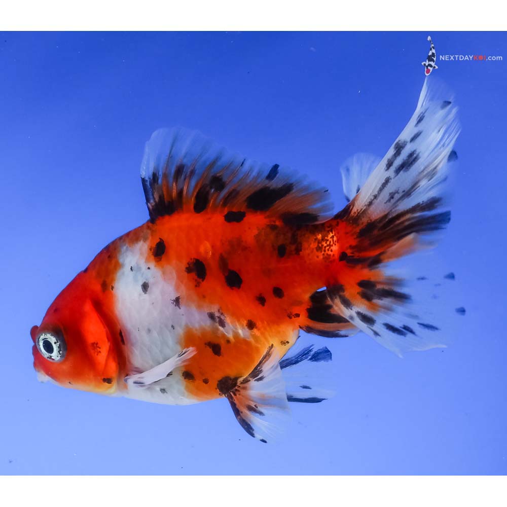 3.5” Imported Calico Fantail