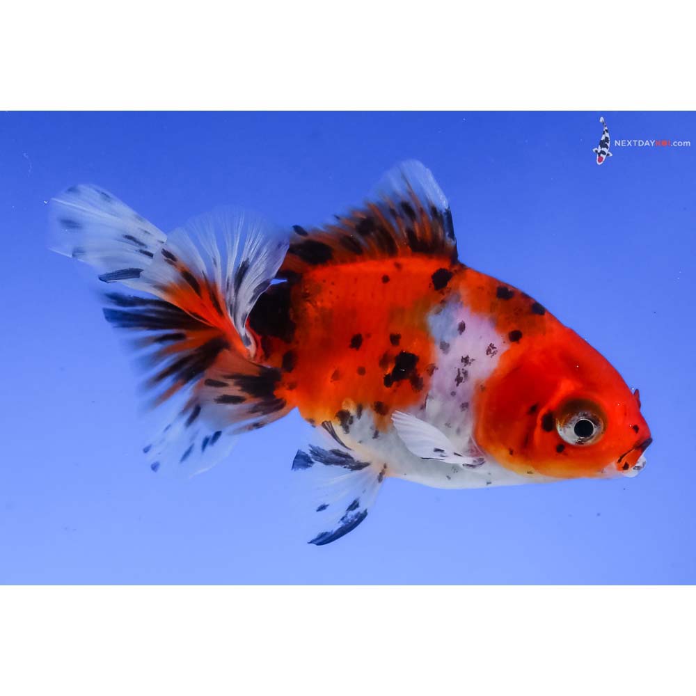 3.5” Imported Calico Fantail