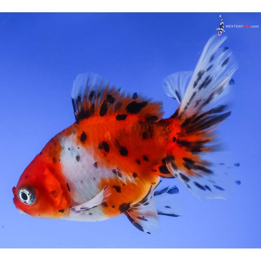 3.5” Imported Calico Fantail