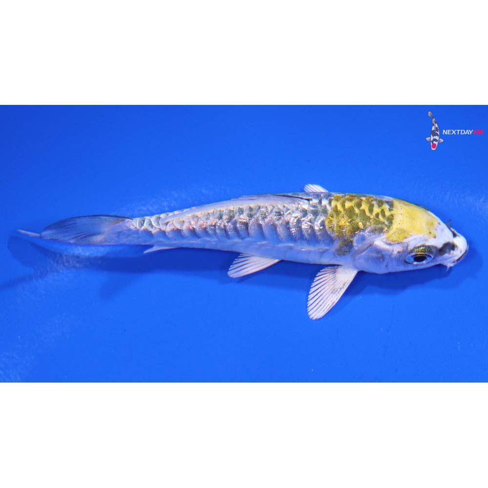 3.5” Imported Gin Rin Armo Scaled Kujaku