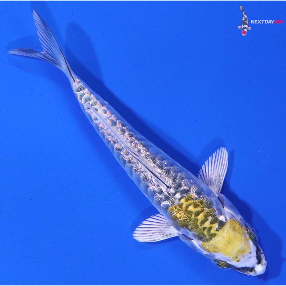 3.5” Imported Gin Rin Armo Scaled Kujaku