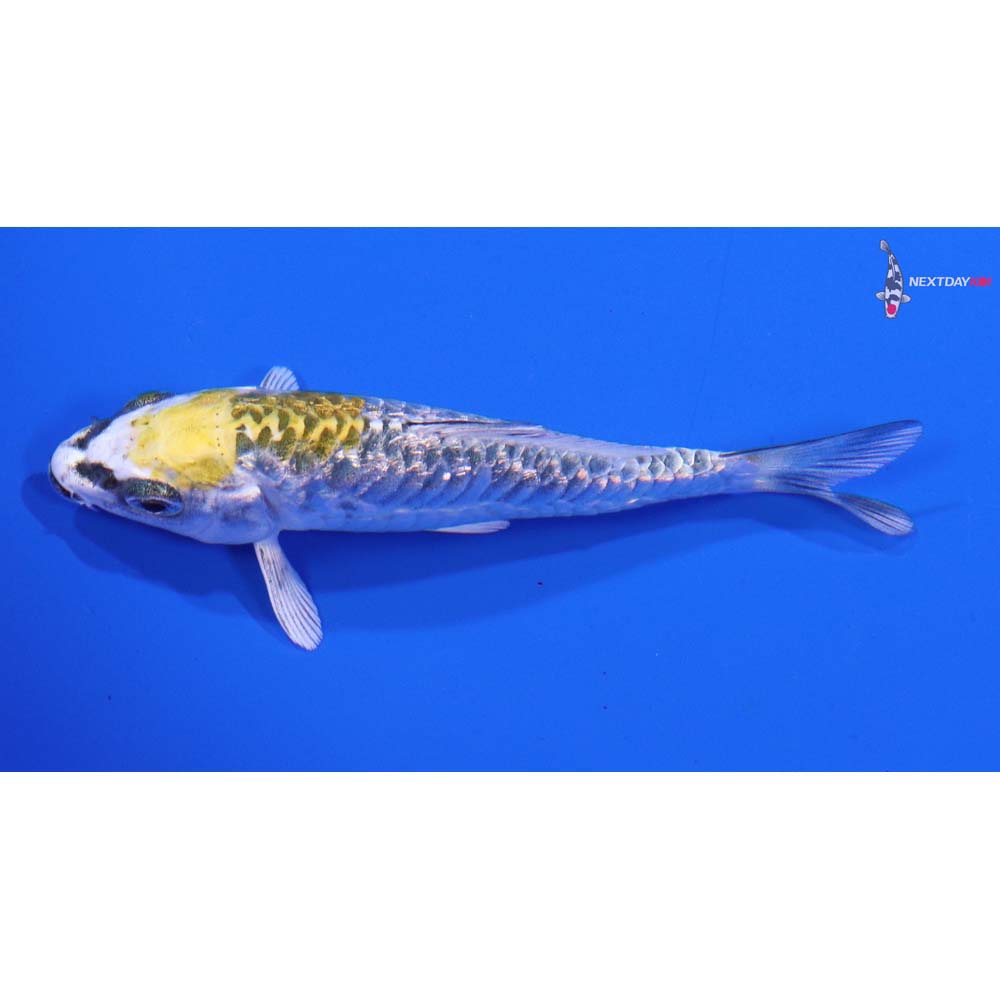 3.5” Imported Gin Rin Armo Scaled Kujaku