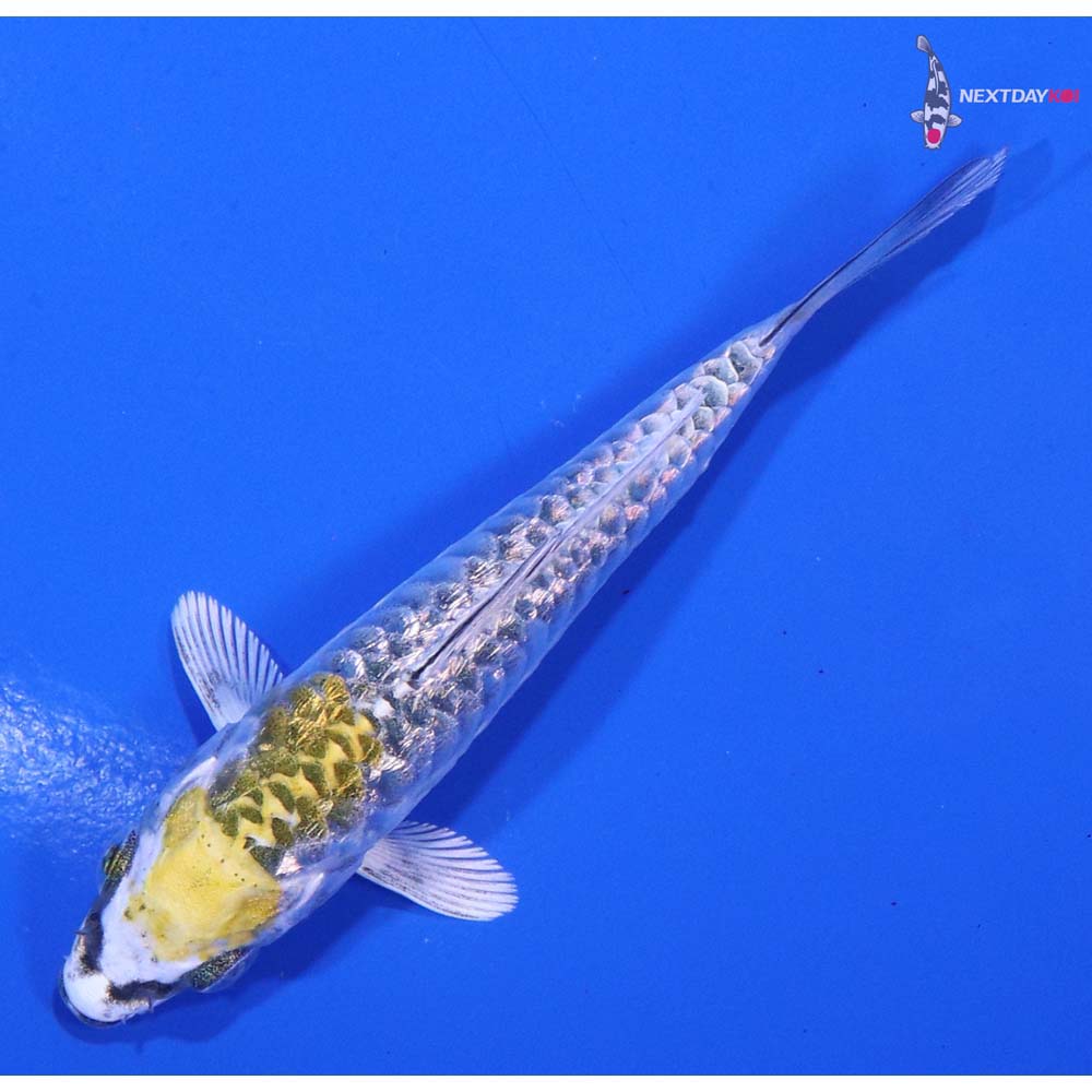 3.5” Imported Gin Rin Armo Scaled Kujaku