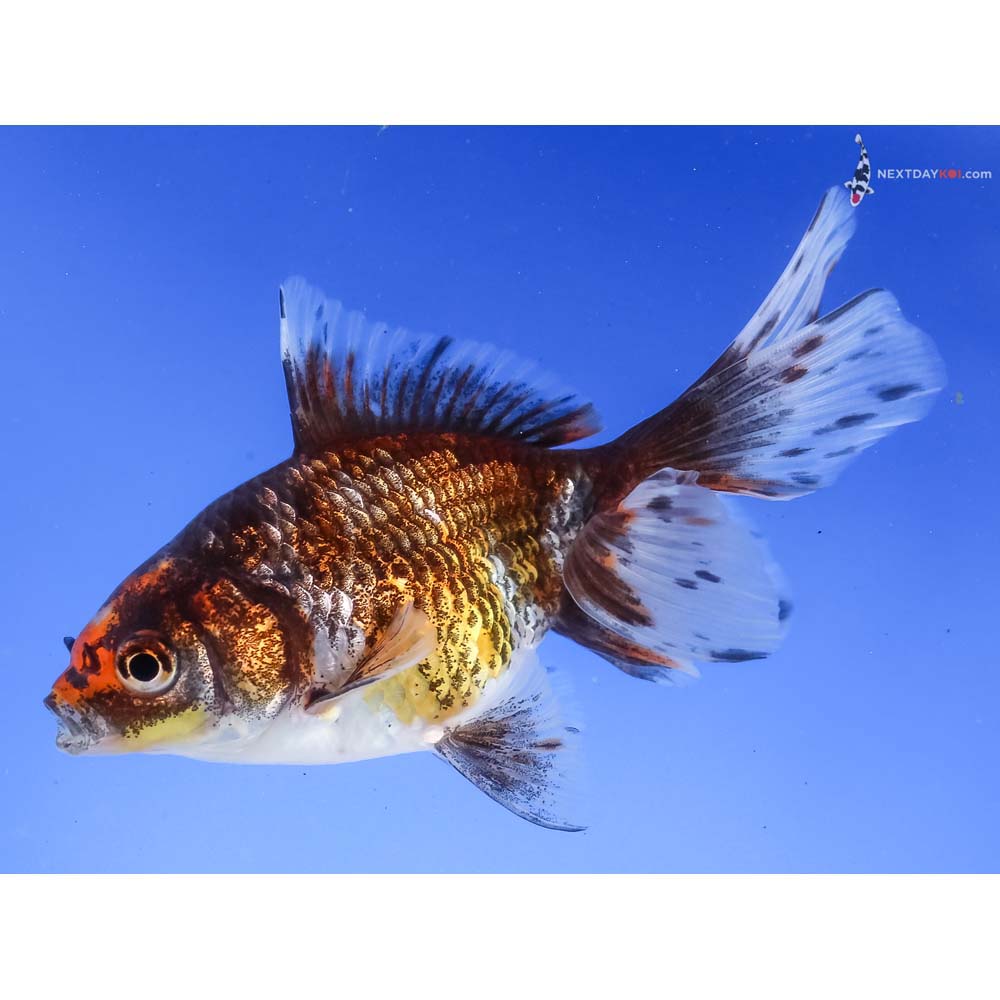 4.5” Imported Tri Color Ryukin