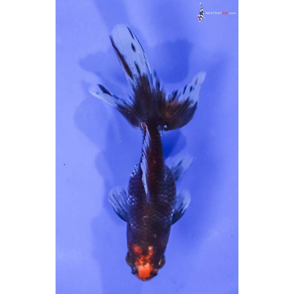 4.5” Imported Tri Color Ryukin