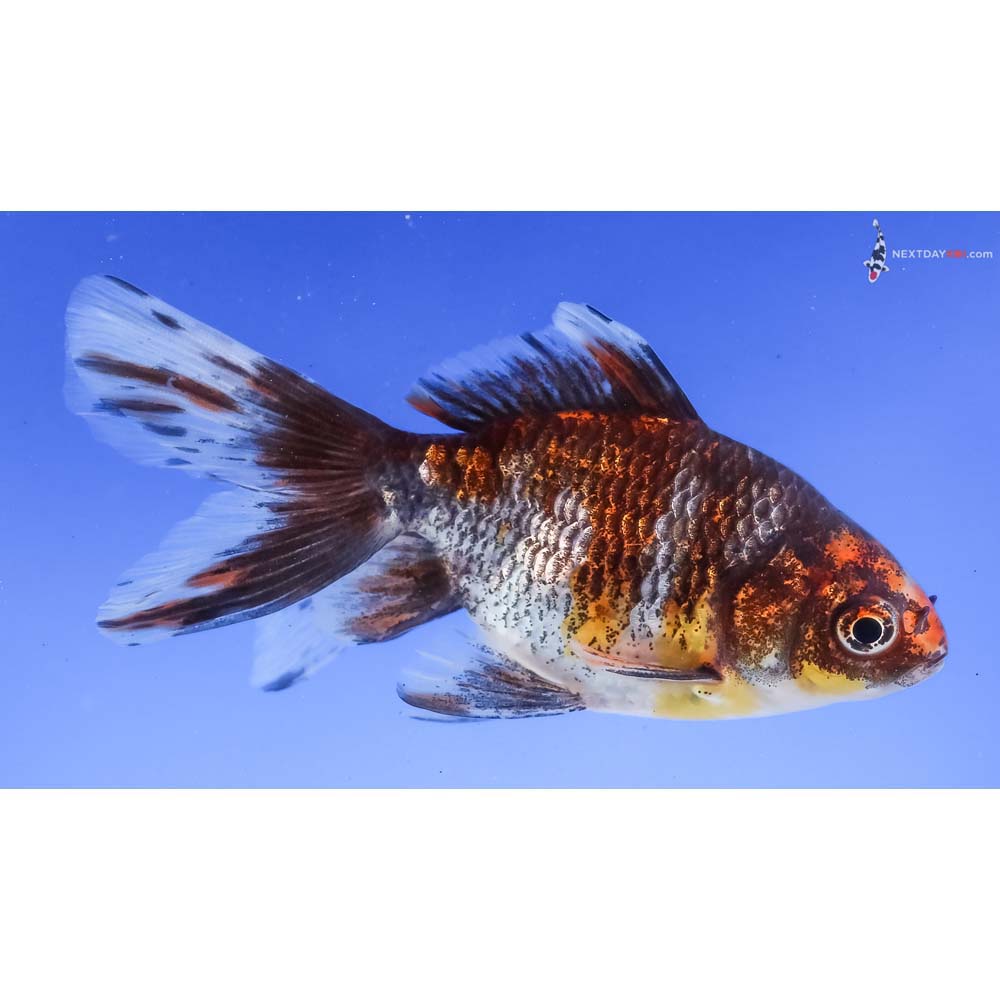 4.5” Imported Tri Color Ryukin