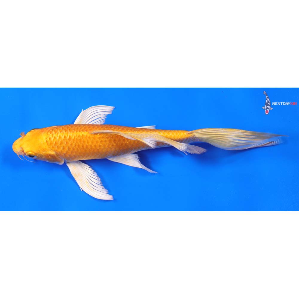 8” Imported Yamabuki Ogon Butterfly Koi