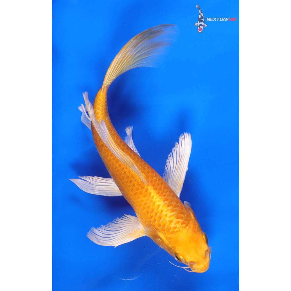 8” Imported Yamabuki Ogon Butterfly Koi
