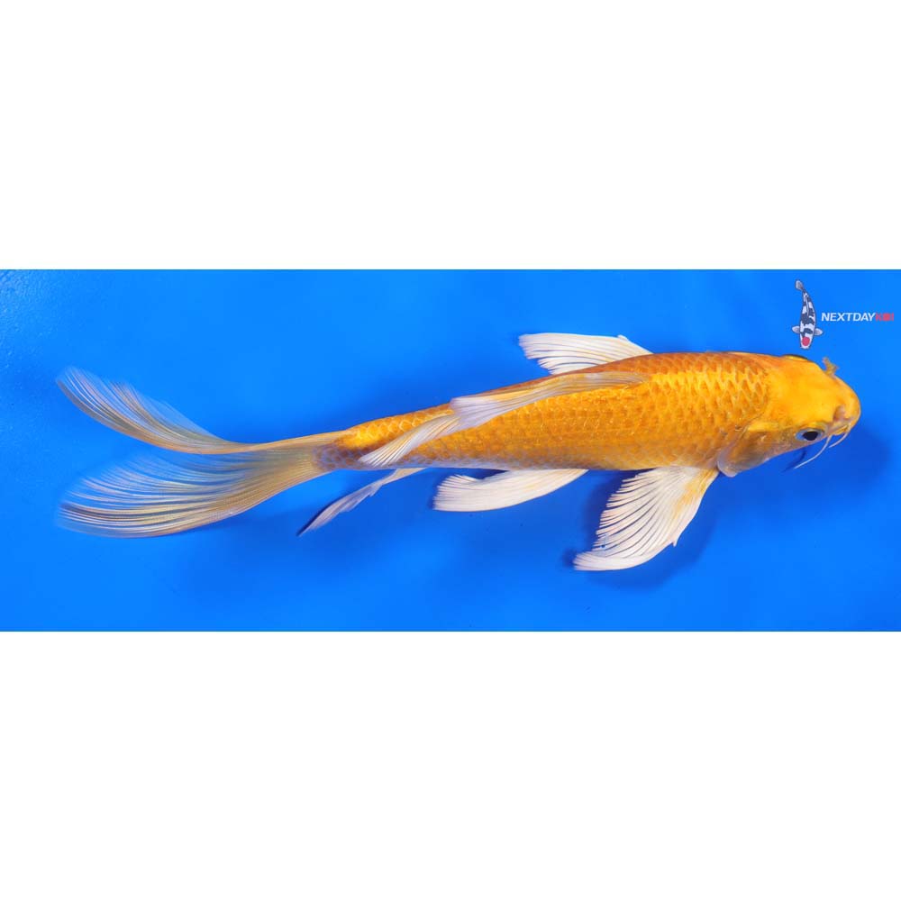 8” Imported Yamabuki Ogon Butterfly Koi