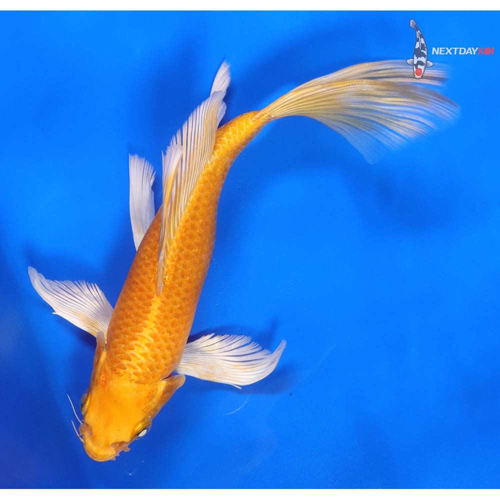 8” Imported Yamabuki Ogon Butterfly Koi